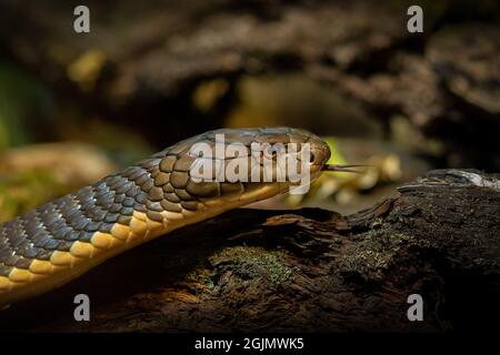 Animal World - Cobra King Foto Stock