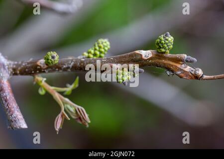 Primo piano di rametto di noce all'inizio della primavera. Germogli verdi e recentemente aperto piccole foglie di noce su sfondo naturale, Juglans regia Foto Stock