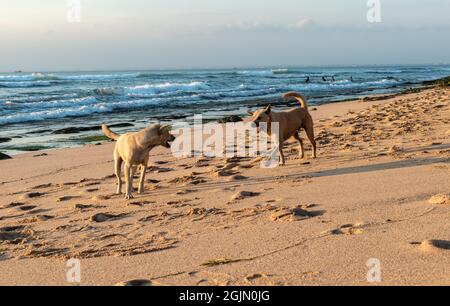 Cani giocando sulla spiaggia Foto Stock