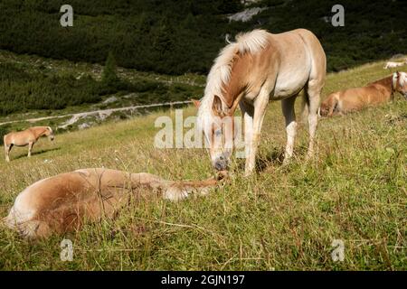 Cavalli al pascolo in estate sulle alpi italiane Foto Stock