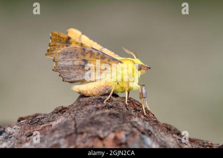 Thorn Moth, Ennomos alniaria, a spalla canaria, poggiato su un ceppo con le ali sollevate, Regno Unito Foto Stock