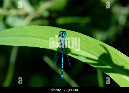 Azure Damselfly in foglia Foto Stock