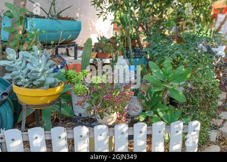 Vari tipi di cactus e succulenti in giardino soleggiato. Foto Stock