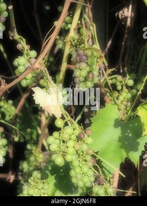 Alcune piccole uve in grappoli maturano sulla vite Foto Stock