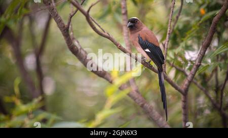 Un Treepie grigio, conosciuto anche come il Treepie Himalayano, che riposa e arroccato sul ramo di un parco forestale della città di Taipei. Dendrocitta formosae è un Foto Stock