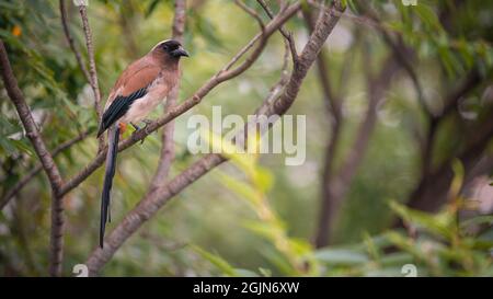 Un Treepie grigio, conosciuto anche come il Treepie Himalayano, che riposa e arroccato sul ramo di un parco forestale della città di Taipei. Dendrocitta formosae è un Foto Stock