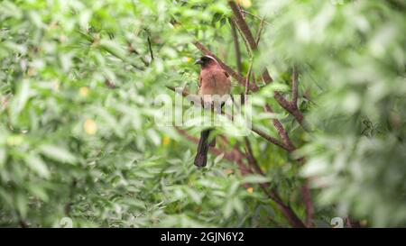 Un Treepie grigio, conosciuto anche come il Treepie Himalayano, che riposa e arroccato sul ramo di un parco forestale della città di Taipei. Dendrocitta formosae è un Foto Stock