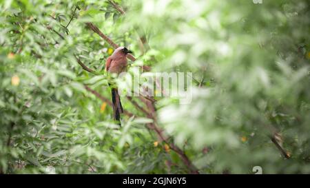 Un Treepie grigio, conosciuto anche come il Treepie Himalayano, che riposa e arroccato sul ramo di un parco forestale della città di Taipei. Dendrocitta formosae è un Foto Stock