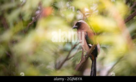 Un Treepie grigio, conosciuto anche come il Treepie Himalayano, che riposa e arroccato sul ramo di un parco forestale della città di Taipei. Dendrocitta formosae è un Foto Stock