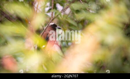 Un Treepie grigio, conosciuto anche come il Treepie Himalayano, che riposa e arroccato sul ramo di un parco forestale della città di Taipei. Dendrocitta formosae è un Foto Stock