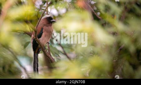 Un Treepie grigio, conosciuto anche come il Treepie Himalayano, che riposa e arroccato sul ramo di un parco forestale della città di Taipei. Dendrocitta formosae è un Foto Stock