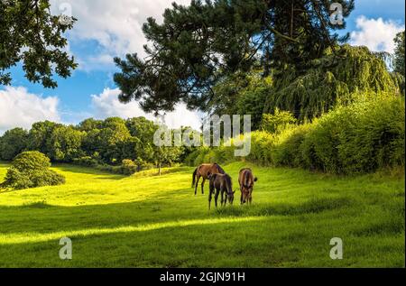 Cavalli nel campo vicino Painswick Beacon a Stroud, Gloucester Foto Stock