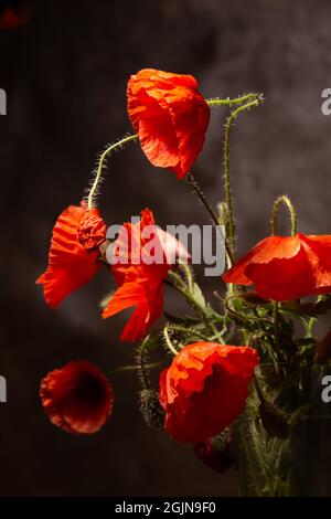 Diversi splendidi papaveri rossi da vicino Foto Stock