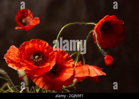 Diversi splendidi papaveri rossi da vicino Foto Stock