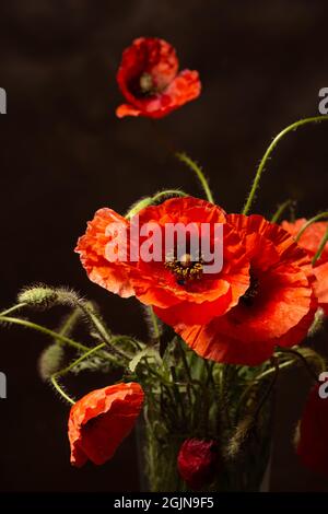 Diversi splendidi papaveri rossi da vicino Foto Stock