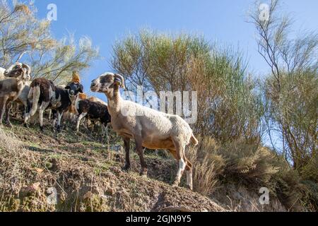 Immagine di capra con la sua mandria in Alpujarra Foto Stock