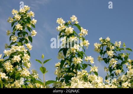 Arancio mock Philadelphus coronarius fiori bianchi cielo fioritura arbusti Foto Stock
