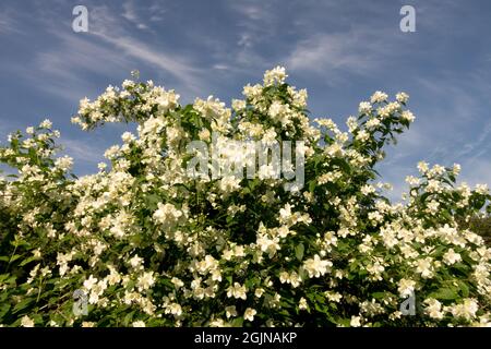 Arbusto in fiore all'inizio dell'estate giardino Philadelphus coronarius Dolce Mock Orange Foto Stock
