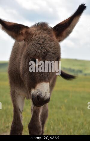 Adorabile furry e soffice burro foal in un campo a Custer. Foto Stock