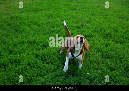 Beagle cane abbaiare all'aperto su erba verde nel parco in estate Foto Stock