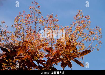 Cotinus fiori fumo albero Cotinus coggygria Foto Stock