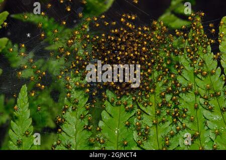 Gartenkreuzspinne, ragno da giardino europeo, Araneus diadematus, Spinne des Jahres 2010, Jungtier-Nest, gruppo di ragni-bambino, ragni Foto Stock