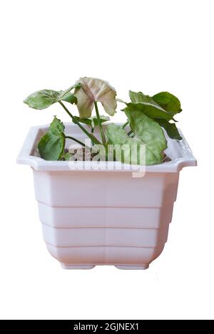 Bella rosa pastello esotica Syngonium Podophyllum pianta di vite in piccolo vaso di fiori bianchi sul tavolo in soggiorno. Percorso di taglio incluso Foto Stock