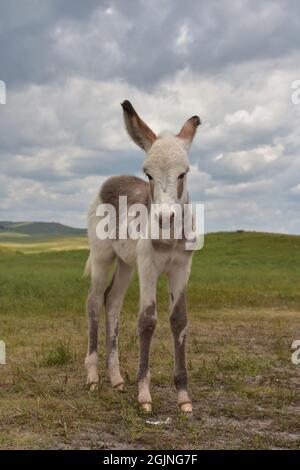 Carino giovane burro in piedi in un grande campo d'erba. Foto Stock