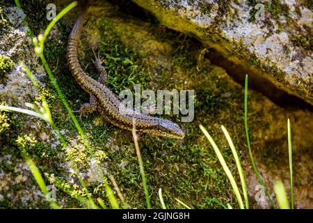 Una lucertola dalla romania tra le pietre Foto Stock