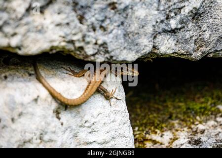 Una lucertola dalla romania tra le pietre Foto Stock