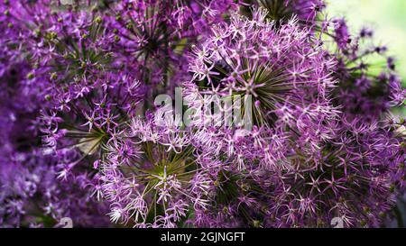 bouquet di cipolle decorative in fiore di colore viola-lilla primo piano fuoco selettivo in un vaso di vetro si erge sul tavolo Foto Stock