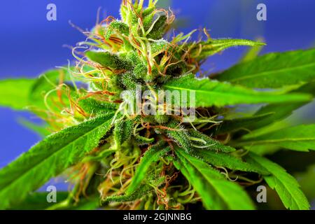 La cannabis, conosciuta anche come marijuana tra gli altri nomi, è un farmaco psicoattivo della pianta di Cannabis Foto Stock