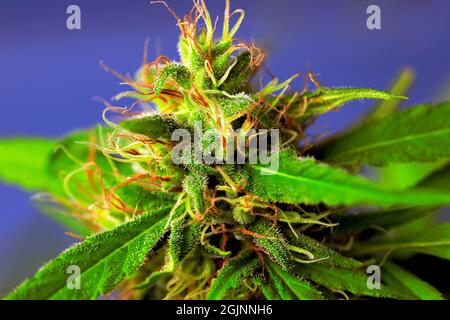 La cannabis, conosciuta anche come marijuana tra gli altri nomi, è un farmaco psicoattivo della pianta di Cannabis Foto Stock