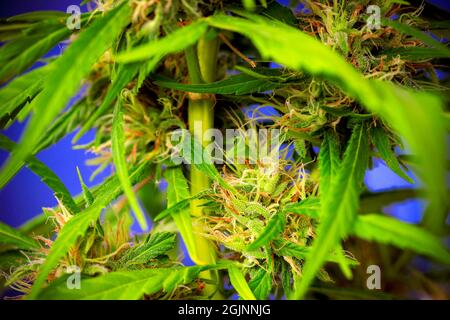 La cannabis, conosciuta anche come marijuana tra gli altri nomi, è un farmaco psicoattivo della pianta di Cannabis Foto Stock
