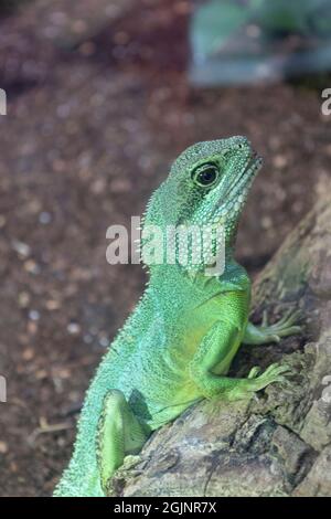 Acqua verde Dragon Foto Stock