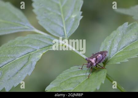 Shieldbug con zampe rosse Foto Stock