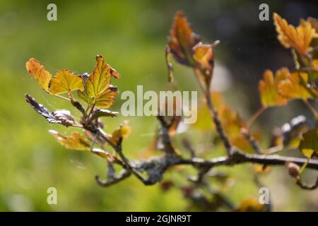 Colorazione delle foglie in uva spina europea Foto Stock