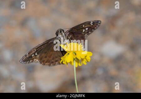 Duskywing di Orazio, Gesta horatius, nettare femminile da Yellow Sneezeweed, Helenium amarum Foto Stock