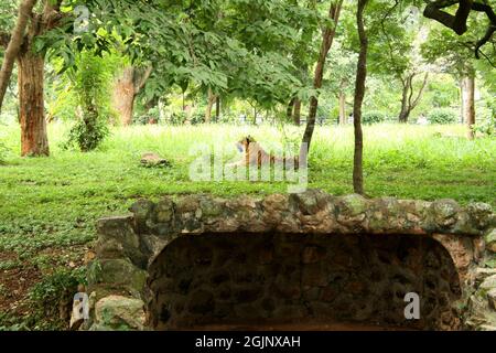 Tiger seduti nel giardino zoologico Foto Stock