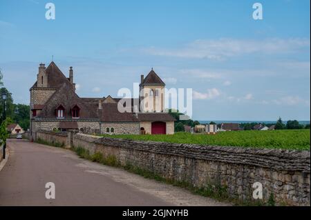 Vigneti di gru e cru di prima qualità con file di piante d'uva pinot nero in Cote de nuits, che producono il famoso vino rosso e bianco della Borgogna Foto Stock