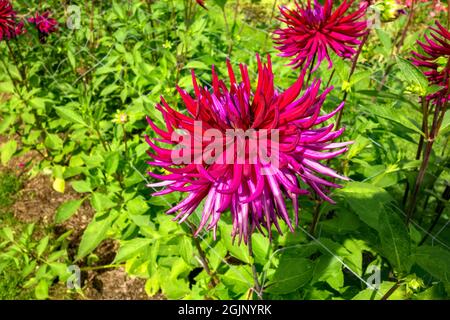 Grande Cactus Dahlia Hillcrest Royal Foto Stock