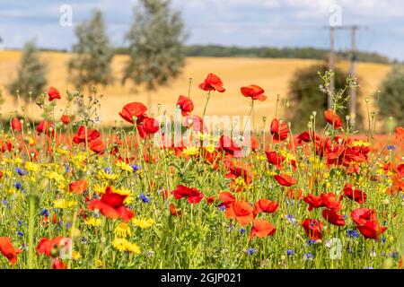 Creaton, Northamptonshre, Regno Unito. Meteo. 11 settembre 2021. Prato di fiori selvaggi con gente fuori godere i fiori colorati e il sole, un prato al largo di Brixworth strada Creaton, Northamptonshre. Credit: Keith J Smith./Alamy Live News. Foto Stock