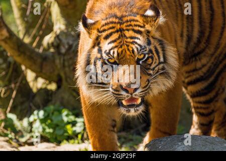 Una tigre di Sumatra arancione brillante con occhi gialli luminosi sul cibo di caccia in uno Zoo. Foto Stock