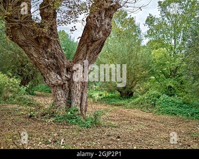 Alte Bäume am Ernst-August-Kanal im Stadteil Limmer, Herbst ad Hannover, Germania / Germania Foto Stock