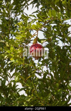 I melograni rossi maturi crescono su albero di melograno in giardino. Punica granatum frutta, primo piano. Foto Stock