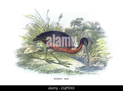 L'ibis Plegadis falcinellus è un uccello dell'ordine dei Pelecaniformes e della famiglia Threskiornitidae. Foto Stock