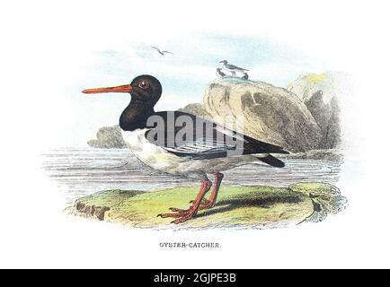 Ostercatcher eurasiatico, Haematopus ostralegus, noto anche come ostercatcher pied comune, ostercatcher palaeartico o ostercatcher. Foto Stock