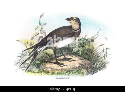 Il pratincole, noto anche come pratincole comune, è un . Foto Stock