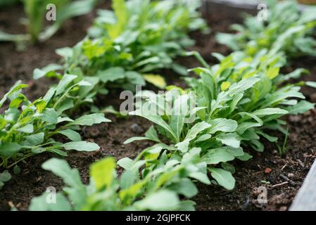 Piante di razzo selvatico in un letto rialzato. Foto Stock