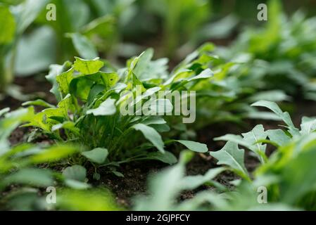 Piante di razzo selvatico in un giardino di verdure. Foto Stock